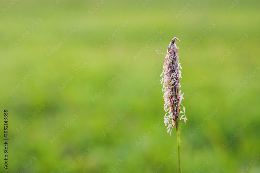 Alopecurus pratensis, field meadow-foxtail, pasture grass Alopecurus pratensis, field meadow-foxtail, pasture grass