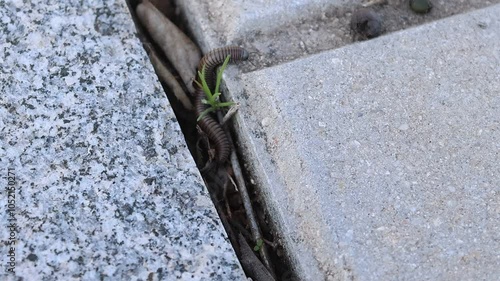 Milpiés cardador Ommatoiulus caminando sobre la acera, Alcoy, España