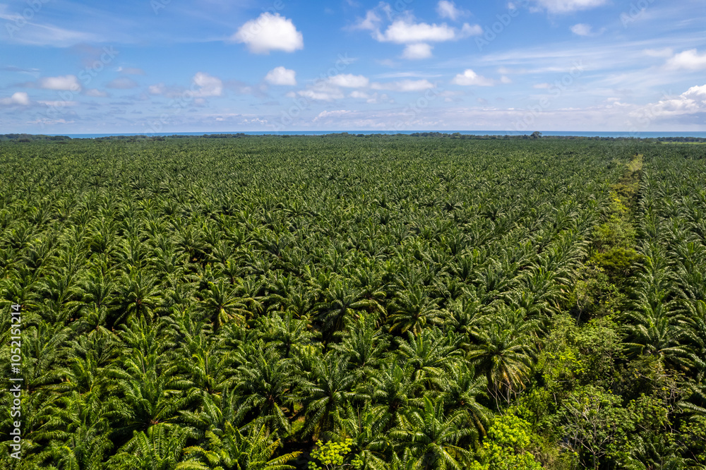 Aerial view of the African oil trees palm in Puntarenas Costa Rica Aerial view of the African oil trees palm in Puntarenas Costa Rica