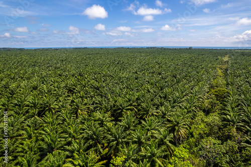 Aerial view of the African oil trees palm in Puntarenas Costa Rica photo