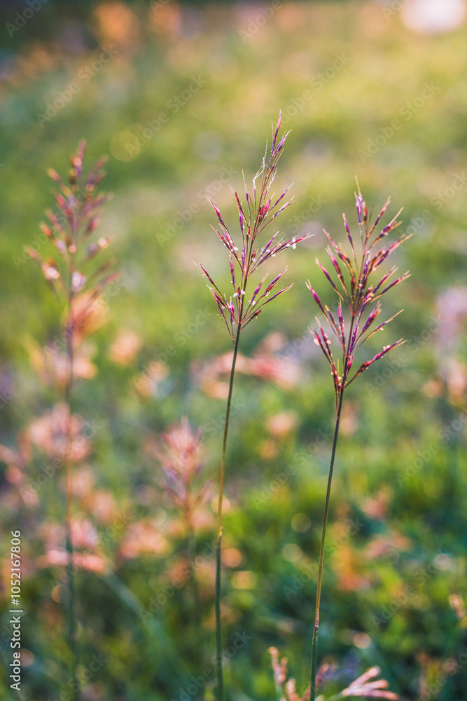 Beautiful Chrysopogon aciculatus in the field at sunset, is a species of grass native to the tropics of Asia, Polynesia, and Australia at low elevations. Common names include amor seco Beautiful Chrysopogon aciculatus in the field at sunset, is a species of grass native to the tropics of Asia, Polynesia, and Australia at low elevations. Common names include amor seco