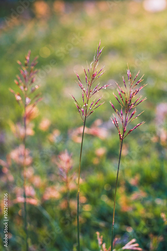 Beautiful Chrysopogon aciculatus in the field at sunset, is a species of grass native to the tropics of Asia, Polynesia, and Australia at low elevations. Common names include amor seco photo