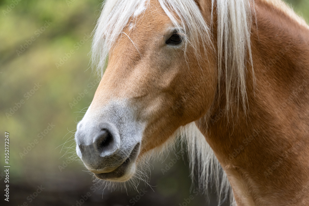 Fototapeta premium Portrait, braunes Pferd mit heller Mähne