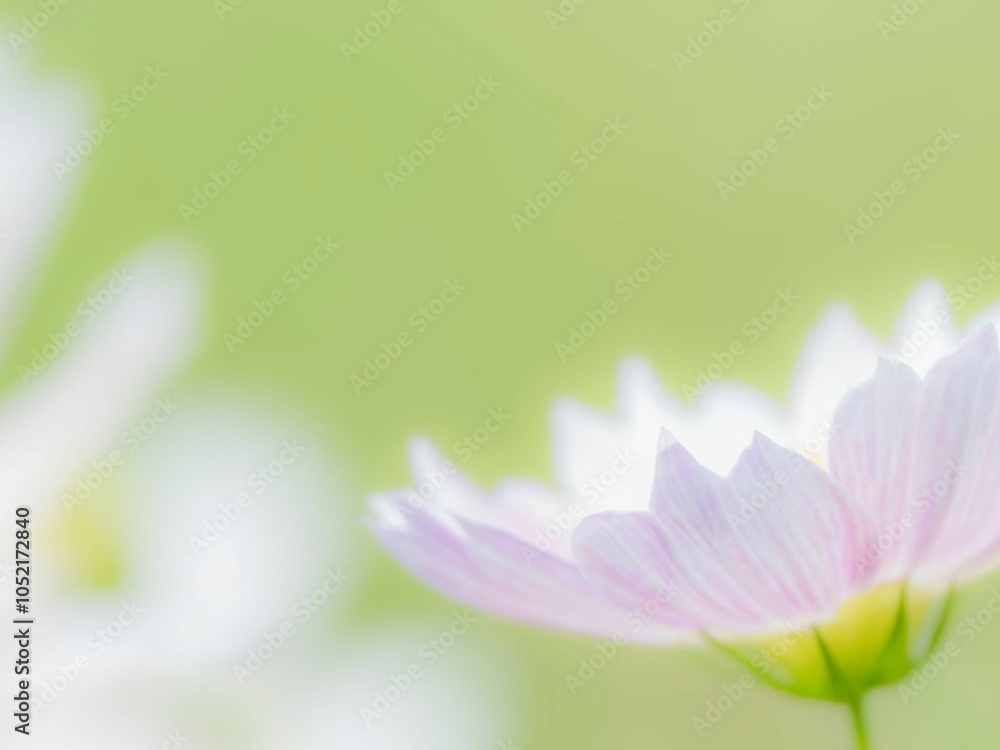 Fototapeta premium 秋の公園や花壇を彩るコスモスのある風景。背景。自然風景素材。