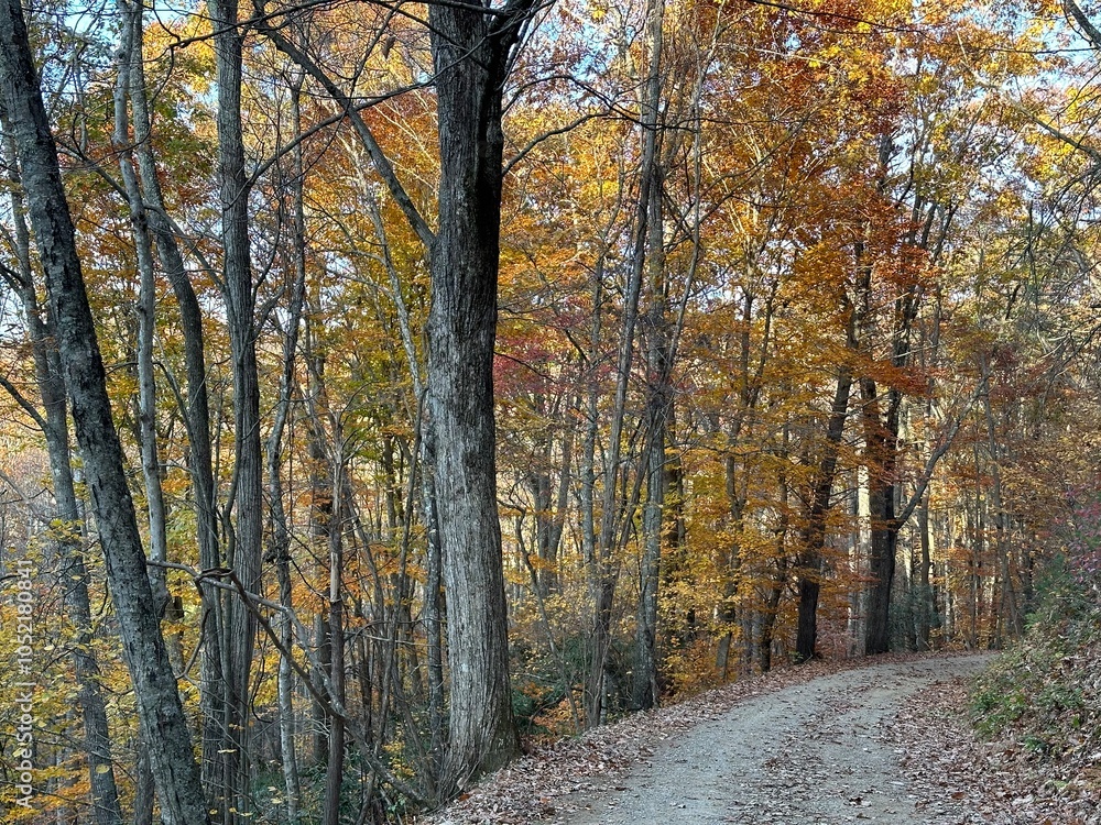 Obraz premium Forest road in autumn