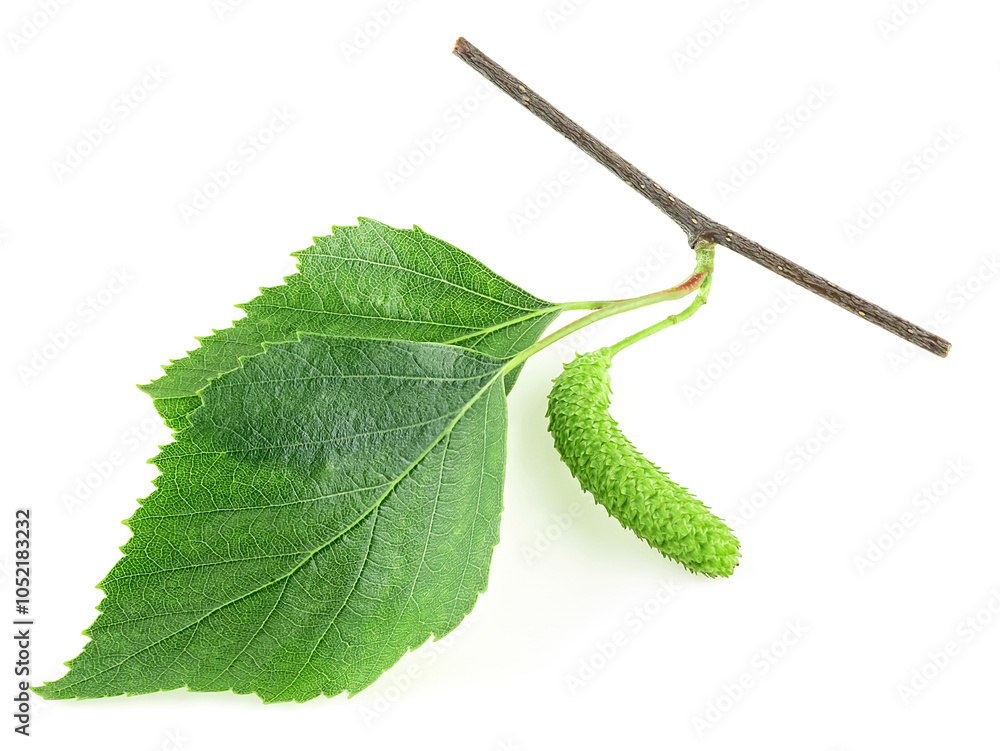 Fototapeta premium Spring birch branch with green leaves and catkins isolated on a white background