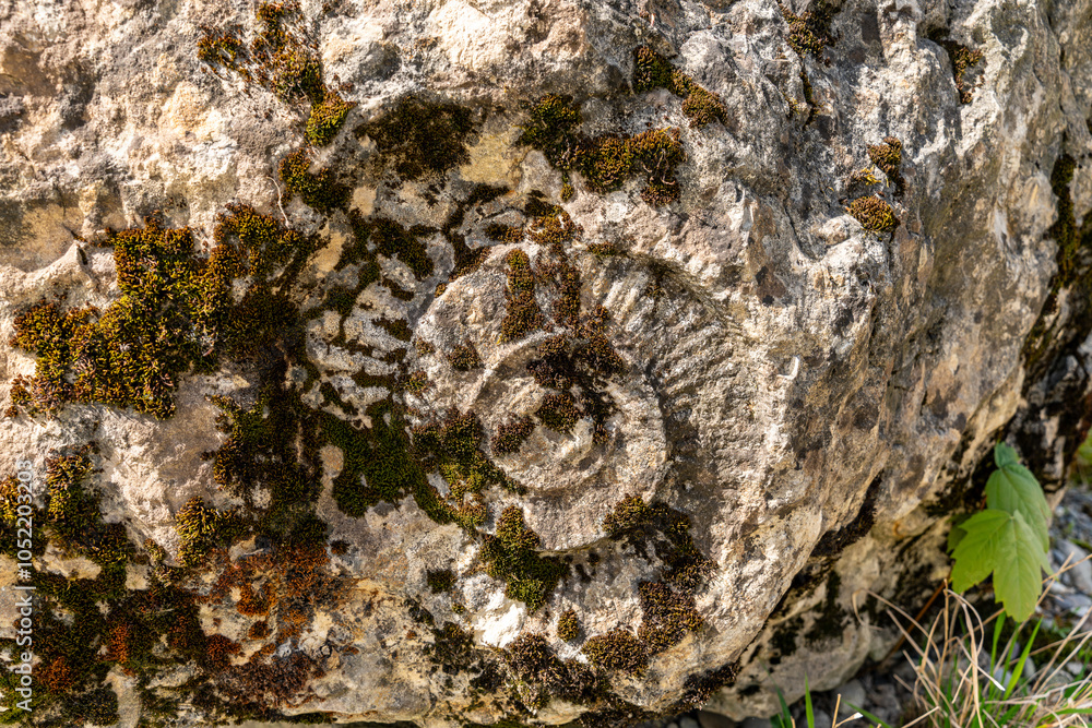 Obraz premium Big aged limestone rock with moss and lichens on the surface and a huge imprint of a fossil ammonite in the middle.