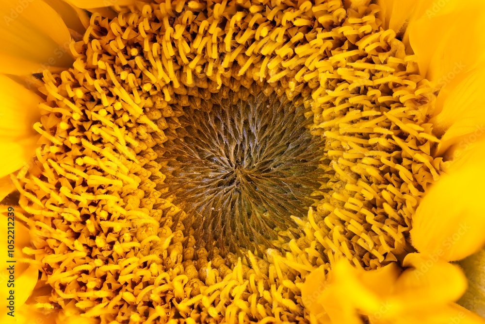 Macro of Sunflower Macro of Sunflower