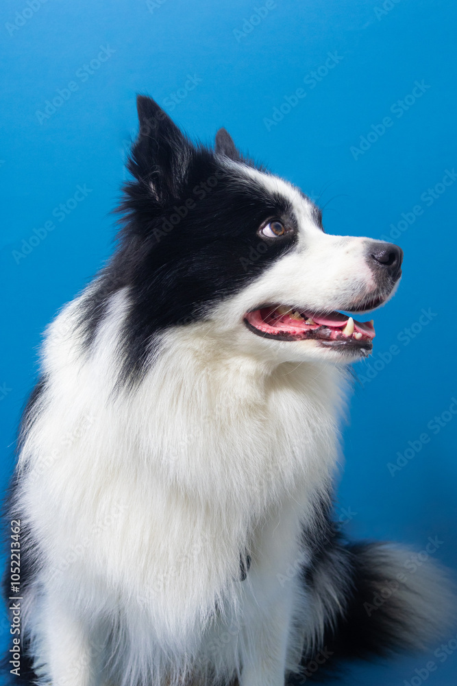 Black and white border collie profile portrait on blue background Black and white border collie profile portrait on blue background