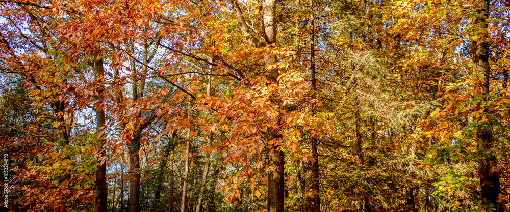 Single lit up branch among golden coloured stately trees covered in autumn colours with vibrant leafs on the ground leading to a light path in the background. Fall season concept. Single lit up branch among golden coloured stately trees covered in autumn colours with vibrant leafs on the ground leading to a light path in the background. Fall season concept.