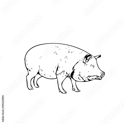 Piggy fat animal vector ilustration isolated design 
