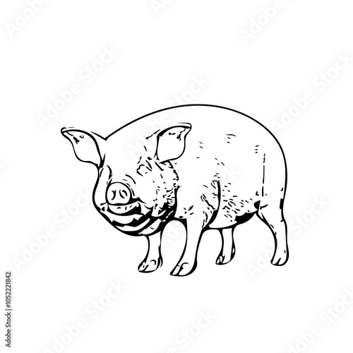 Piggy fat animal vector ilustration isolated design 