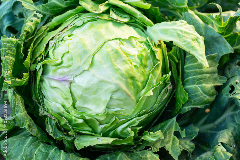 Obraz premium Cabbage in the garden, private farm - green head of cultivated cabbage. French garden vegetables close up