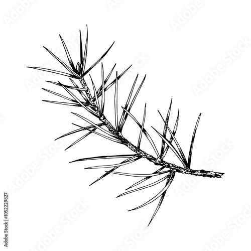 Detailed hand drawn vector illustration of pine, cedar, fir branch. Realistic ink sketch style design, perfect for nature, eco themed projects, Christmas decorations and botanical illustrations.