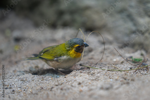 Male Cuban grassquit (Phonipara canora)  collecting nesting material in its beak. A close-up of a Cuban grassquit standing on a ground.  photo