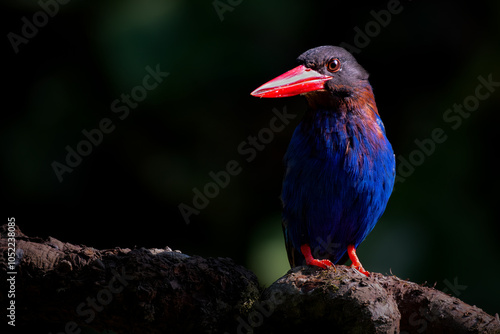 Portrait Javan Kingfisher on the branch photo