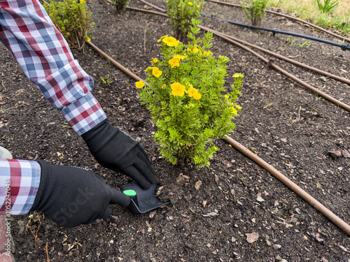  gardener in gloves with rakes loosening the soil on a flower bed, take care of plants photo