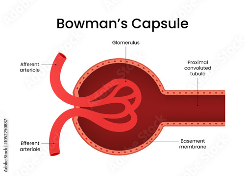 Structure of the Bowman Capsule