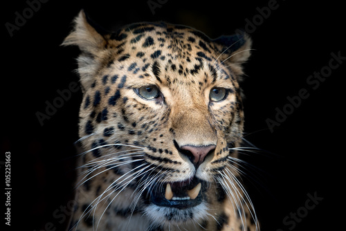 north chinese leopard close up photo