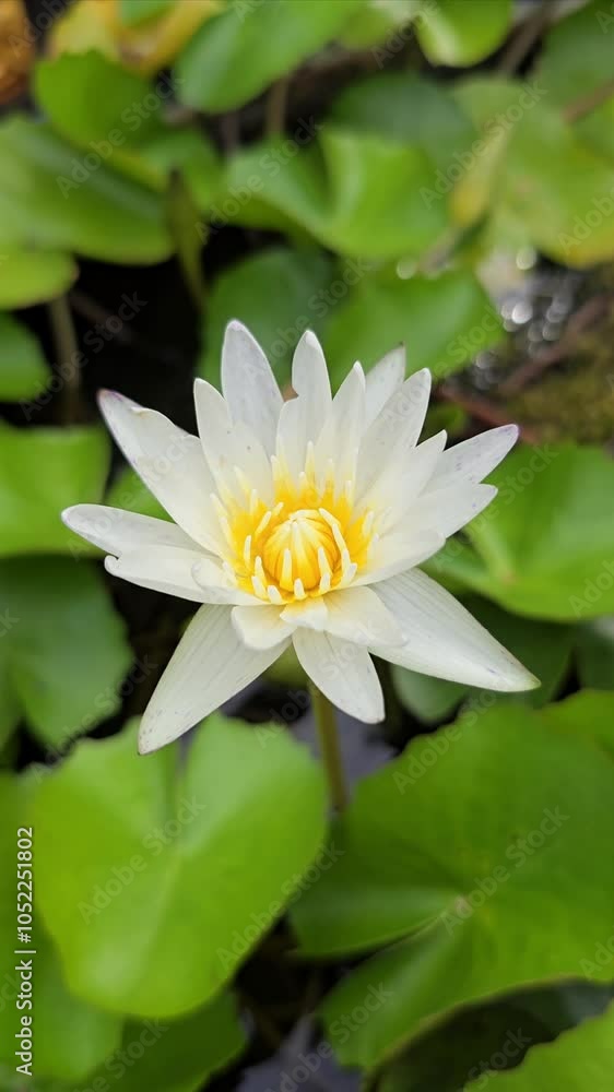 White lotus water lily blooming in garden. White lotus water lily blooming in garden.