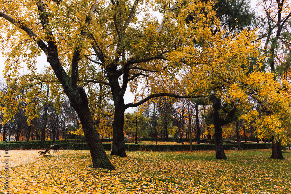 Tree trunks with yellow foliage in fall season. Tree crowns in October, November. Golden foliage in autumnal park, parkland. Fallen dry foliage leaves Tree trunks with yellow foliage in fall season. Tree crowns in October, November. Golden foliage in autumnal park, parkland. Fallen dry foliage leaves