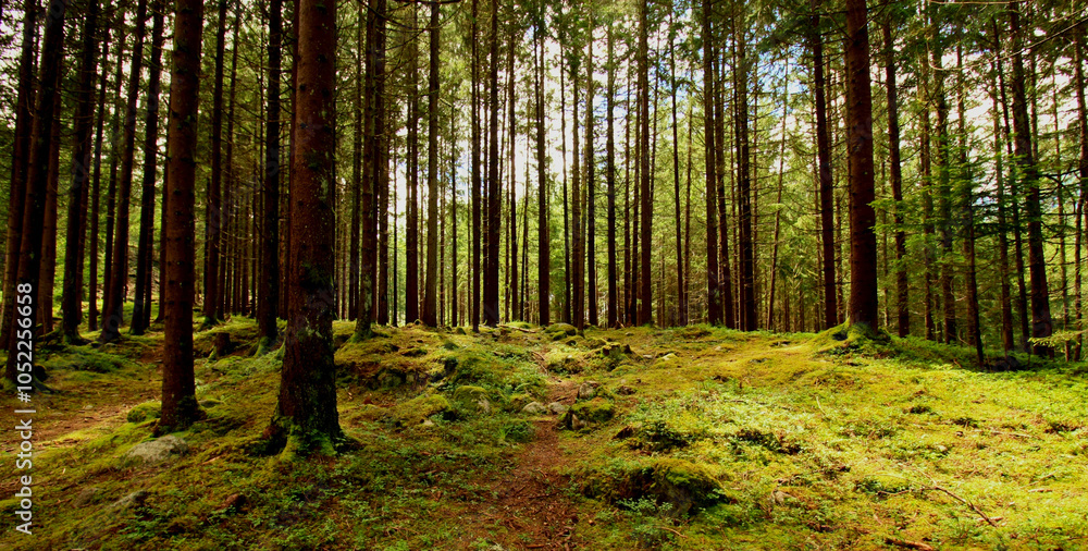 Forest Forest