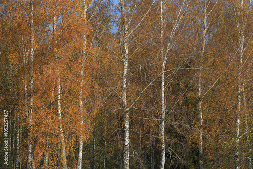 Fototapeta Naklejka Na Ścianę i Meble -  Beautiful autumnal scene. Autumn foliage background. Trees with yellow leaves