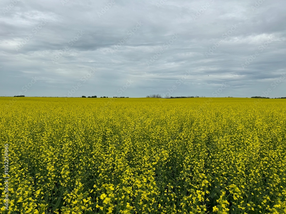 Fototapeta premium Canola field