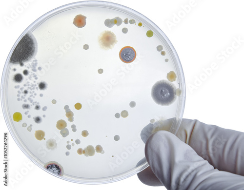 Bacterial Cultures in Petri Dishes in microbiology laboratory. Test various germs, virus, Coronavirus, Corona, COVID-19, Microbial population count, Food science.