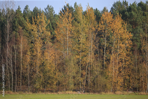 Fototapeta Naklejka Na Ścianę i Meble -  Beautiful autumnal scene. Autumn foliage background. Trees with yellow leaves