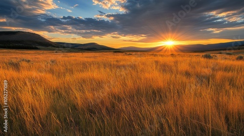 A golden field at sunset reveals vibrant grass swaying gently under the warm glow of the setting sun in a tranquil landscape