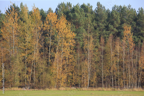 Fototapeta Naklejka Na Ścianę i Meble -  Beautiful autumnal scene. Autumn foliage background. Trees with yellow leaves