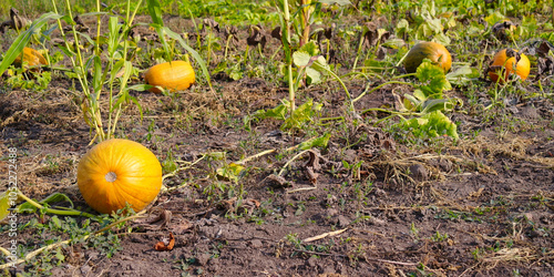 Autumn rural landscape, pumpkin on the field, pumpkin on the grass