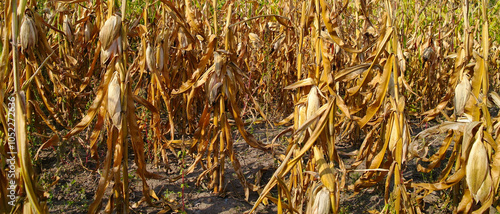 Autumn rural landscape, a field of overripe corn stalks, texture of grass