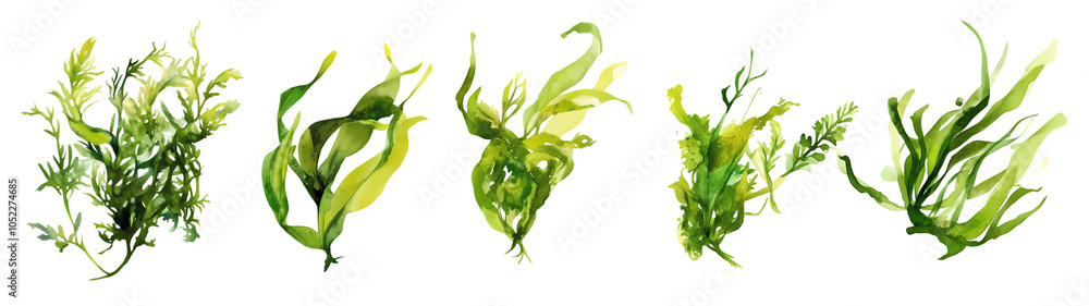 Obraz premium Pine Cedar Branch