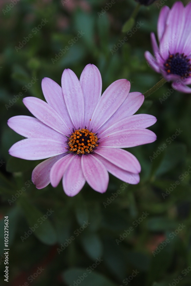 Fototapeta premium Fiore 