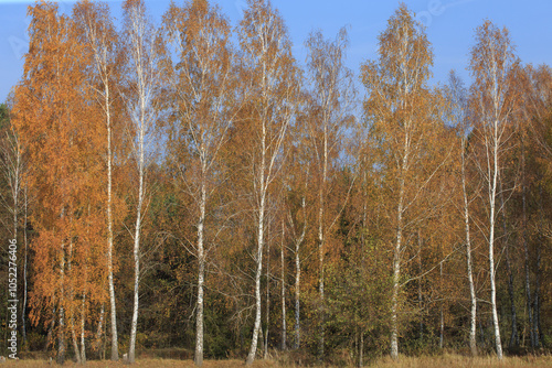 Fototapeta Naklejka Na Ścianę i Meble -  Beautiful autumnal scene. Autumn foliage background. Trees with yellow leaves