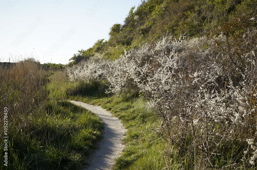 walking path on the Island Hiddensee in the Baltic Sea in germany walking path on the Island Hiddensee in the Baltic Sea in germany