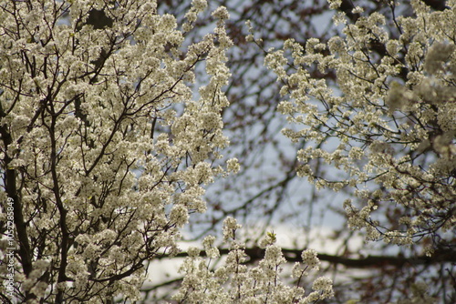 tree in spring