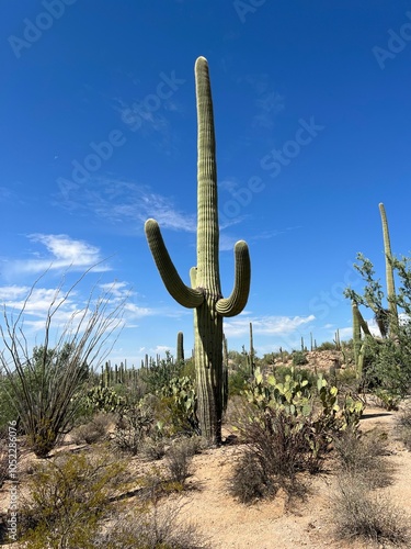 cactus in the desert