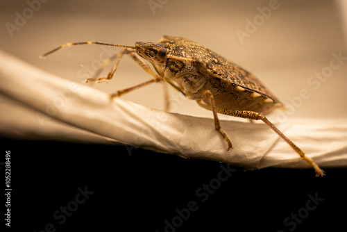 Macro shot of stink bug photo