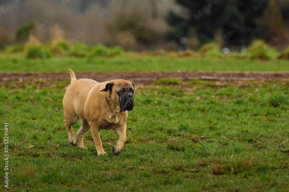 2024-03-04 A LARGE FAWN COLORED BULLMASTIFF WALKING ACROSS A GRASS FIELD AT THE OFF LEASH DOG AREA AT MARYMOOR PARK IN REDMOND WASHINGTON 2024-03-04 A LARGE FAWN COLORED BULLMASTIFF WALKING ACROSS A GRASS FIELD AT THE OFF LEASH DOG AREA AT MARYMOOR PARK IN REDMOND WASHINGTON