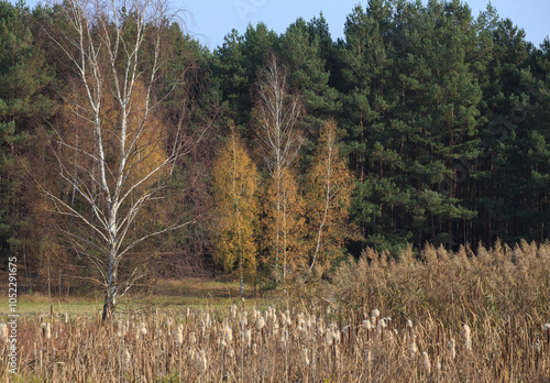 Fototapeta Naklejka Na Ścianę i Meble -  Beautiful autumnal scene. Autumn foliage background. Trees with yellow leaves
