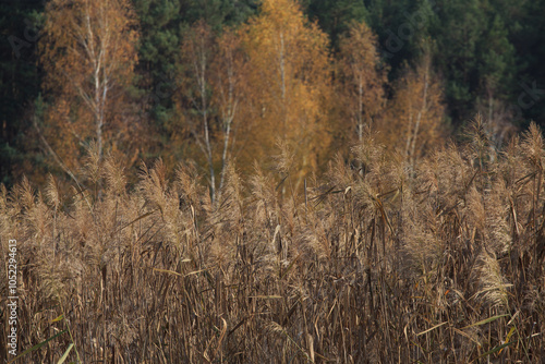 Fototapeta Naklejka Na Ścianę i Meble -  Beautiful autumnal scene. Autumn foliage background. Trees with yellow leaves