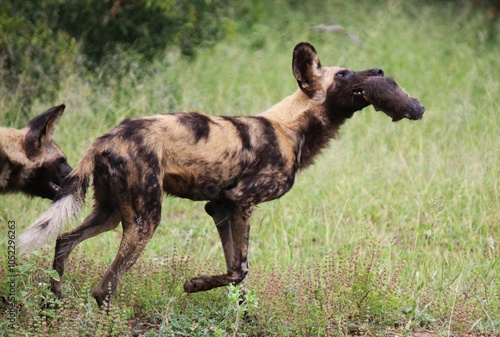 wild dog with warthog head in mouth photo