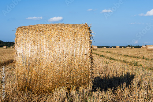 Close-up of a straw bale in a roll on a farm field after the grain harvest, side view. Texture and details of the compressed straw are shown. Rich evening sunlight, pronounced shadow photo