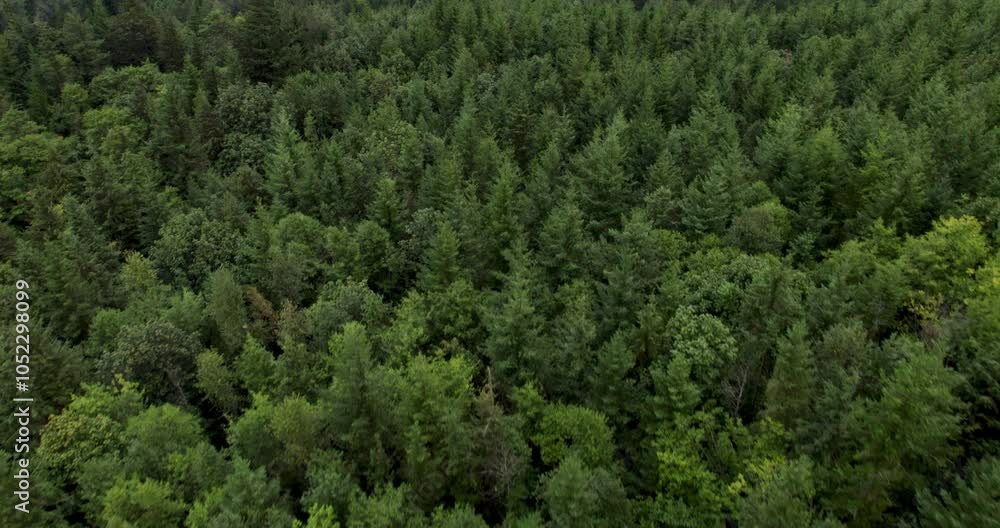 Forest Canopy Aerial View with Dense Evergreen Trees Forest Canopy Aerial View with Dense Evergreen Trees
