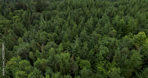 Forest Canopy Aerial View with Dense Evergreen Trees