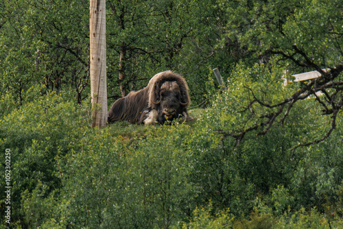 Muskox (Ovibos moschatus) in Norway photo