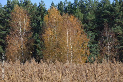 Fototapeta Naklejka Na Ścianę i Meble -  Beautiful autumnal scene. Autumn foliage background. Trees with yellow leaves